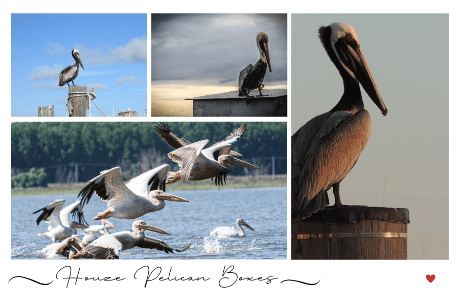 Secure Your Belongings in Style with Houze Pelican&nbsp;Boxes