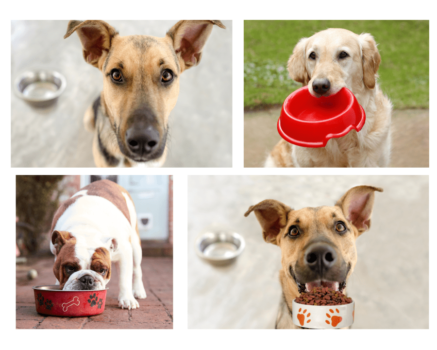 The Canine Culinary Experience: A Deep Dive into the World of Dog&nbsp;Bowls