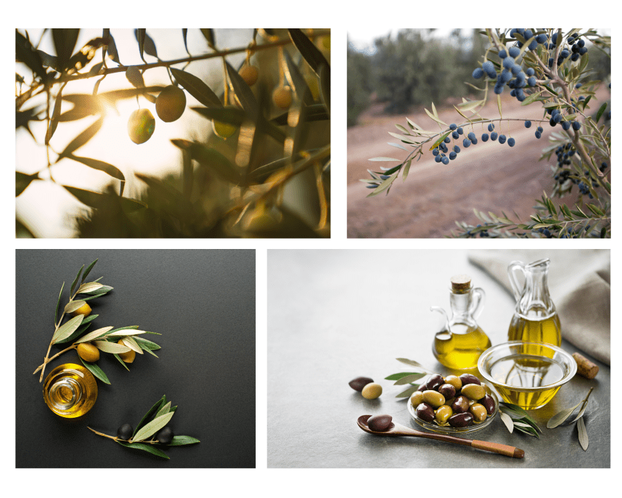 The Majesty of the Olive Plant: An Ode to One of Nature’s Finest&nbsp;Creations