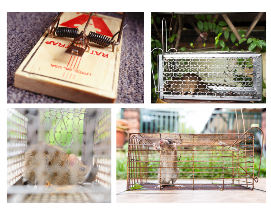 Unconventional Ways to Trap Rats in&nbsp;Singapore